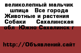 великолепный мальчик шпица - Все города Животные и растения » Собаки   . Сахалинская обл.,Южно-Сахалинск г.